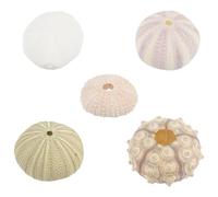 FELTECHELECTR Ornements Artisanaux en Coquillage et Plusieurs Styles pour Aquarium 5 Pièces Bords Lisses Style Mixte Décoration pour Aquarium Plusieurs Styles