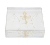 FELTECHELECTR Real Bat Bone Specimen Decor Handcrafted Animal Skeleton for Education Halloween Decoration and Scientific Display