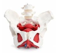 Female Pelvic Model, Female Pelvis & Perineum Anatomical Model | With Removable Organs, Suitable For Anatomy Study, Education And Teaching Demonstration, With Detachable Pelvic