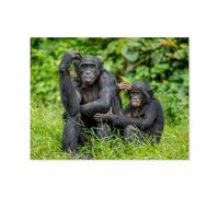 Femelle Bonobo avec Un bébé, Congo, Afrique，Puzzle 1000 Pièces Puzzle pour Adultes Puzzle Coloré 1000 Pièces Adultes, Puzzles Classiques Puzzle en Bois 1000 Pièces（75x50cm）-Q48