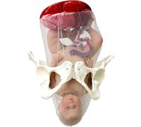 Femme Obstétrique Bassin Poupée Modèle Formation des sages-femmes Modèle,Naissance Modèle,Modèle de hanche Fœtal avec Poupée/Cordon ombilical/Amnios/Placenta/Bassin