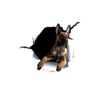 Fenêtre Cassée Belge Malinois Vinyle Autocollant Voiture Autocollants pour Voiture-fenêtre Pare-Chocs Porte Capot Mur Animal Chien Mignon Et Drôle 20cm（3Pcs）