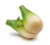 Fenouil Vert TU