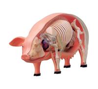 Fenteer Modèle de dissection de cochon 4D, équipement pédagogique éducatif, cadeau, modèle scientifique, jouet éducatif à faire soi-même pour garçons et
