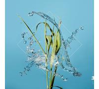 The Orchard – Stream – CD