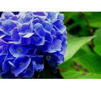 Ferrarium Hortensia Blauwmaker 500 g - Pour des fleurs bleues d'hortensia - Facile à utiliser