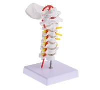 FESTFENDS Modèle Anatomique de Colonne Cervicale PVC pour Enseignement Médical avec et Vertèbres Réalistes Maquette Portable pour Étude et Formation
