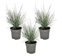 Festuca elijah blue grass - 3