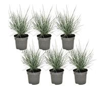 Festuca elijah blue grass - 6