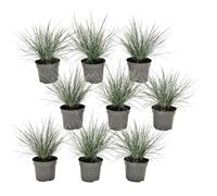 Festuca elijah blue grass - x9