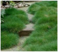 Festuca gautieri - Fétuque de Gautier