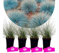 Festuca glauca 'Elijah Blue'