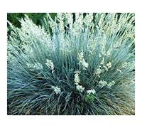 Festuca glauca - Fétuque bleue - 10 graines