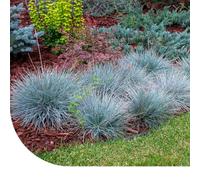 Fétuque bleue (Festuca glauca) - 200.000 graines - Plante vivace indigène - Plante hôte pour les papillons - Facile à semer
