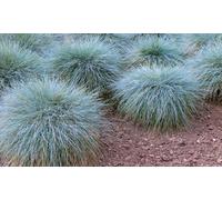 Fétuque bleue (Festuca Glauca Elijah Blue) : x 8