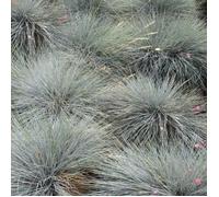 Fétuque bleue Festuca glauca 'Intense Blue' Graminée arbustive robuste à feuilles persistantes | Pot 9 cm
