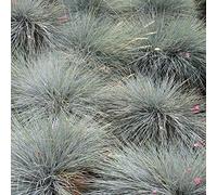 Fétuque bleue Festuca glauca 'Intense Blue' Graminée arbustive robuste à feuilles persistantes | Pot 9 cm