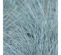 Fétuque Bleue Intense Blue - Festuca Glauca Intense Blue 20/30 cm Pot 5l - Plante En Pot - Floraison Juin à Juillet Exposition - Hauteur 20/30 Cm - Exposition Soleil Sol