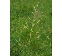 Fétuque des prés (Festuca pratensis) 20 kg PARDUS graines de graminées, graminée unique