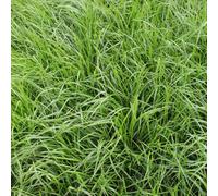 Fétuque élevée (Festuca arundinacea),
