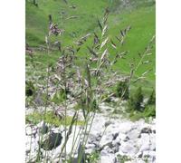 Fétuque rouge (Festuca rubra rubra),
