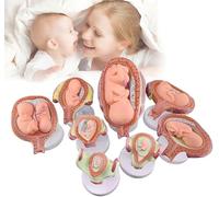 Fetus Development Model, modèle du cycle de croissance fœtale, modèle de l'embryon, ensemble de 8 pièces pour l'enseignement, modèle de développement de l'embryon humain de grossesse à l'échelle 1:1