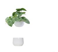 Feuillage en pot à base de plastique pour projets de design d'intérieur nécessitant un langage visuel cohérent Plusieurs unités (F)