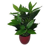 Feuille Artificielle à Feuilles Persistantes 70 cm, Pot en Plastique Noir