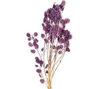Feuille d'argent Violet séché Lunaria Violette lunaire 65-70cm