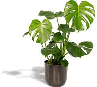 Feuille de fenêtre Deliciosa + pot Mayk Lead - ↨80cm - Ø21cm
