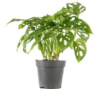 Feuille de fenêtre facile d'entretien - Monstera grimpant 'Monkey' - pot-Ø 12 cm, env. 25 cm