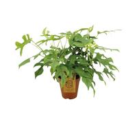 Feuille de fenêtre Monstera Minima - Plante d'intérieur - Ø15cm - 40 cm de hauteur - Mi-ombre - Entretien facile - Feuilles fendues