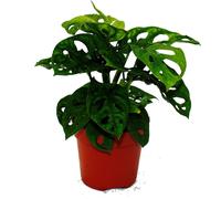 Feuille de fenêtre - Monstera "Monkey Mask" - Pot de 12cm