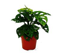Feuille de fenêtre - Monstera "Monkey Mask" - Pot de 12cm