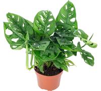 Feuille de fenêtre - plante d'intérieur facile d'entretien, Monstera 'Monkey' - hauteur env. 25 cm, pot-Ø 12 cm