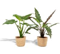 Feuille de flèche - Alocasia Cucullata - Ø19cm - ↕60cm + Alocasia Lauterbachiana - Ø19cm - ↕75cm + corbeille Selin