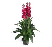 Leaf Feuille d'Orchidée Artificielle Cymbidium - Pot en Plastique Noir - Fleurs Roses Foncées - 100 cm