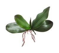 Feuille d'orchidée artificielle verte pour décoration de table de mariage C