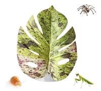 Feuille simulée pour araignées sauteuses - Accessoire réaliste avec ventouse, araignées sauteuses - Décoration de maison - Pour plantes, terrarium, serpent, cancer ermite, oeuf de multiplication