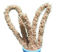 Feuille torsadée 1 m, bricolage artisanal, velours corail, tige chenille, cure-pipe for chien et chat mignon pour Créer Toutes Sortes Travaux Manuels(41 Milk Coffee,3pcs)