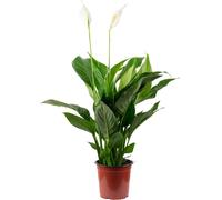 Feuille unique avec 3-5 fleurs/bourgeons - Spathiphyllum purificateur d'air - hauteur env. 45 cm, pot Ø 13 cm