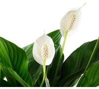 Feuille unique avec 4-8 fleurs/bourgeons - Spathiphyllum purificateur d'air - hauteur env. 65 cm, pot Ø 17 cm