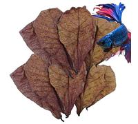 Feuilles d'amandes, feuilles d'amande indiennes, feuilles d'amande indiennes Catappa, environnement furtif pour crevettes, crabes, tortues et poissons Betta pour équilibrer le pH de l'eau feuilles