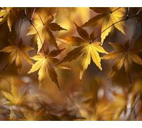 Feuilles d'automne - Puzzle de 2000 pièces pour Adultes : Un Jeu de Divertissement Familial Classique et Stimulant (14 Ans+)