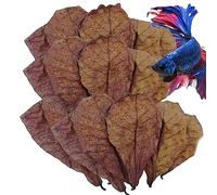 Feuilles de catappa, feuilles de crevettes Betta pour aquariums, amandes indiennes, accessoires de grenouille, crevettes d'eau douce et feuilles de poisson tropicales pour un pH équilibré de l'eau et