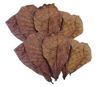 Feuilles de crevettes Betta - Feuille naturelle pour aquarium, baume d'aquarium | Aquarium pour tortues Ph Balance Conditionneur d'eau pour Aquarium Feuilles d'amande, Activateur d'eau Betta