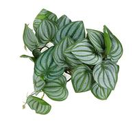 Feuilles de Plantes en Soie, Décoration d'Aquarium Réaliste, Branche d'Arbre Artificielle pour Crabe Hermite, Accessoire de Terrarium pour Récif avec Ventouse pour Aquarium et Terrarium, Ornement Aqua