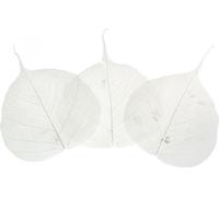 Feuilles de squelette en saule blanchi Deko 8-10cm 300 pcs