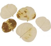 Feuilles décoratives séchées Moneta, Décoration de table naturelle et décor à saupoudrer en blanc crème 100g