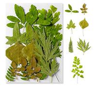 Feuilles Séchées Pressées, Feuilles Séchées Naturelles, Vraies Feuilles Style Vert, DIY pour Scrapbooking, Emballage Cadeau, Décoration pour la Maison, Mariage, Fête des Mères, Pâques